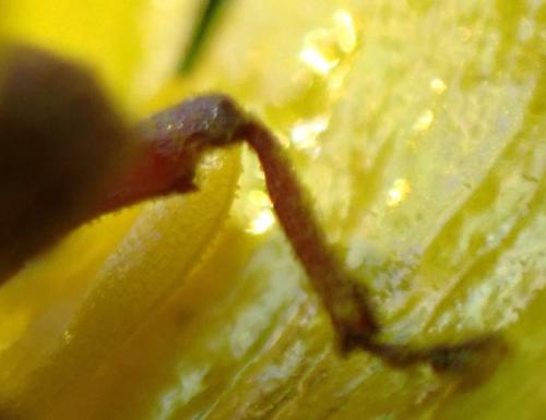 Réf. 344 061 : Curculio nucum